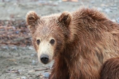 Семья с ребёнком спаслась от медведя на крыше беседке в нацпарке Сочи Игорь Чёрный