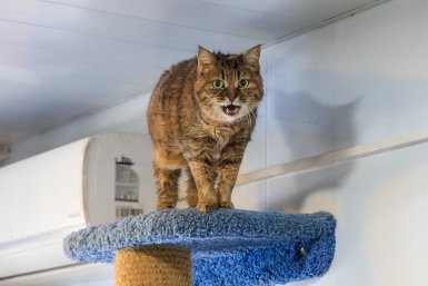 Какие кошки самые умные и хитрые Евгений  Кулешов, ИА PrimaMedia