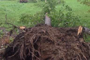 Последствия стихии, Северный район Полина Еркович