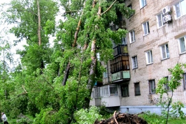 Сразу три дерева &quotобнялись&quot с жилым домом в Хабаровске Роман Федоров, корр. ИА AmurMedia
