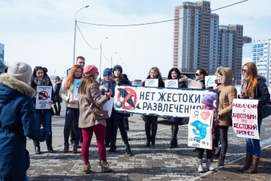 Зоозащита Хабаровска выступила против дельфинов в хлорированной воде Корр. ИА AmurMedia