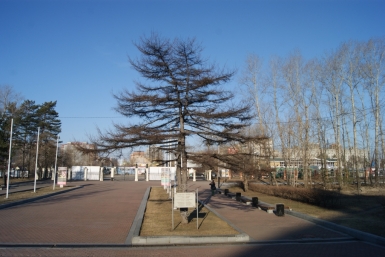 Лиственница, посаженная Юрием Гагариным в одноименном парке в Хабаровске Корр. ИА AmurMedia