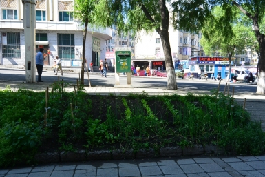Огород в центре города Юлия Зеевальд РИА PrimaMedia