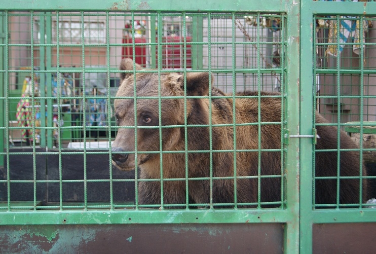 Топтыгин с грустным взглядом