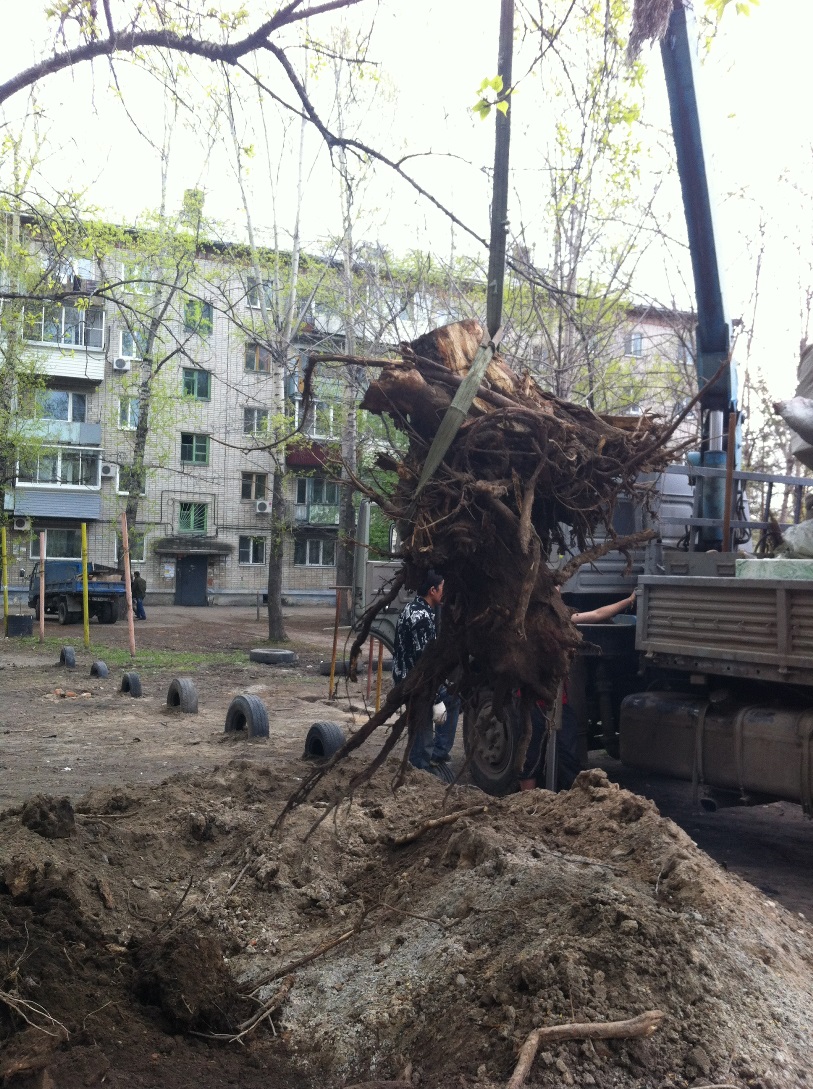 Обрубок дерева грузят в машину, Фото с места события собственное