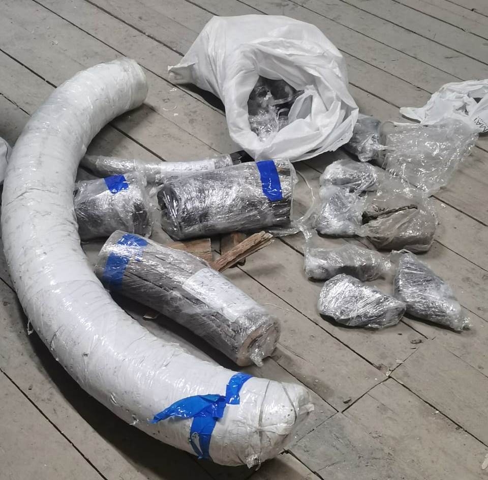 Бивни мамонта Предоставлено пресс-службой Хабаровской таможни