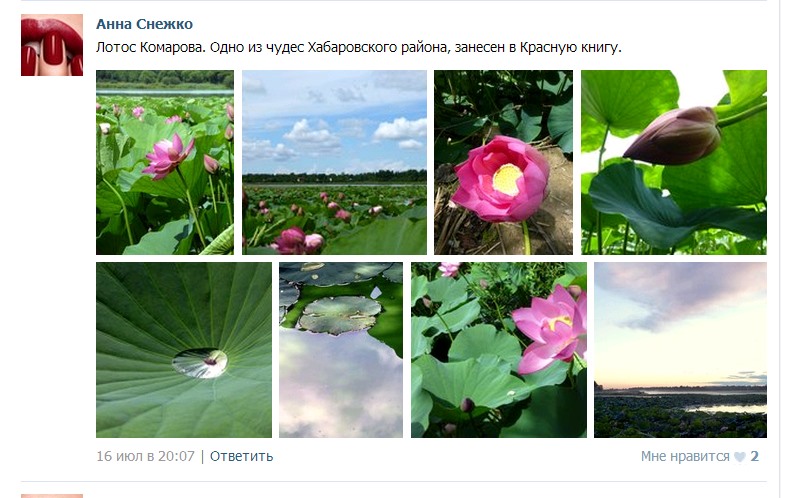 Озеро Лотосов хабаровчане превратили в самое популярное место для фотосессий, Фото с места события из других источников