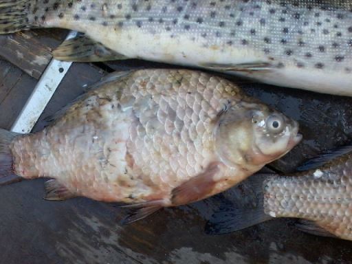 Массовая гибель рыбы наблюдается в Комсомольском заповеднике, Фото с места события из других источников