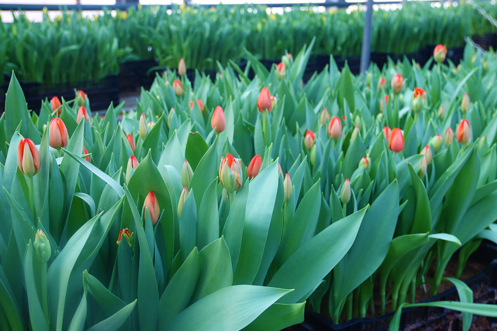 Тематическое фото Пресс-служба администрации Хабаровска