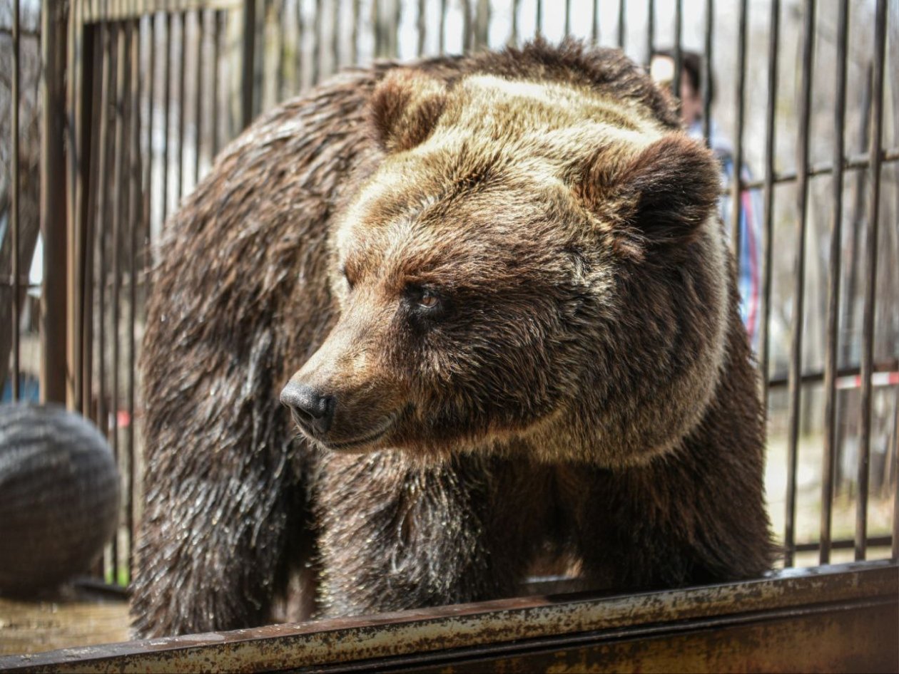 В Хабаровском зоосаде начали просыпаться медведи ТГ Зоосад &quotПриамурский&quot