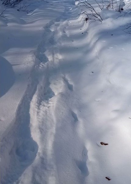 Комсомольский заповедник