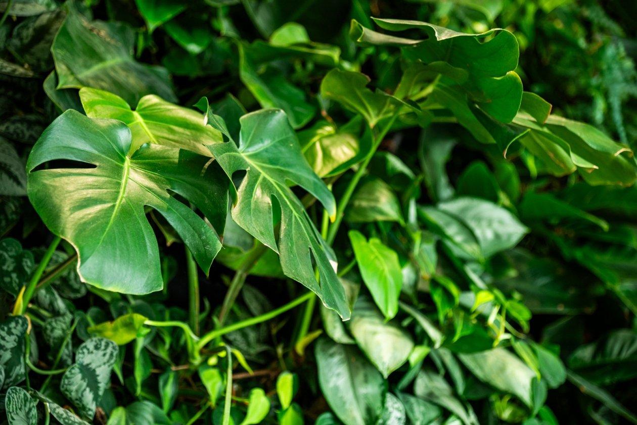 растения, зеленые листья, большие листья, декоративные листья, стена из растений, живая стена Евдокия Сорокина, ИА AmurMedia