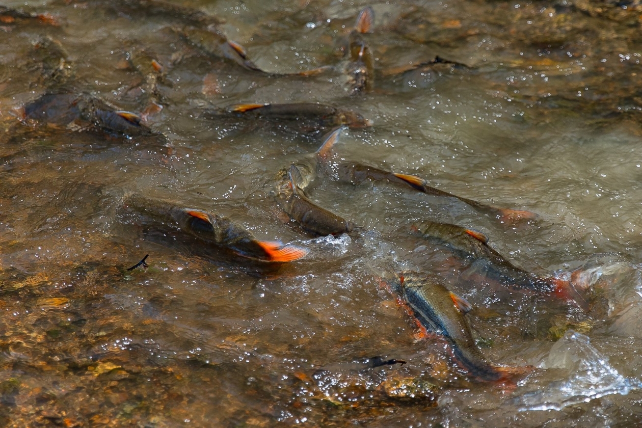 Илья Аверьянов, ИА PrimaMedia.ru