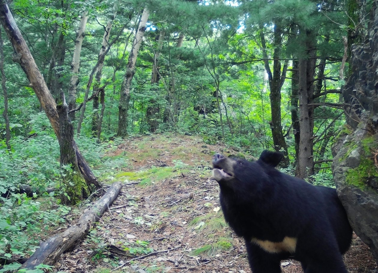 В Хабаровском крае гималайских медведей посчитают ФГБУ &quotЗаповедное Приамурье&quot