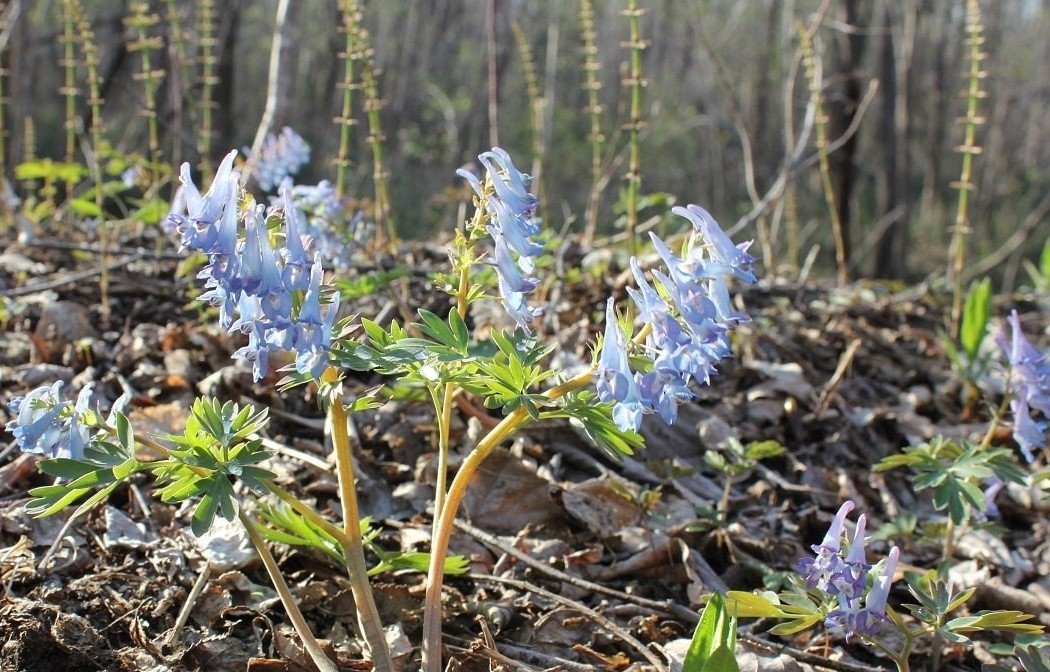 Первоцветы Комсомольский заповедник