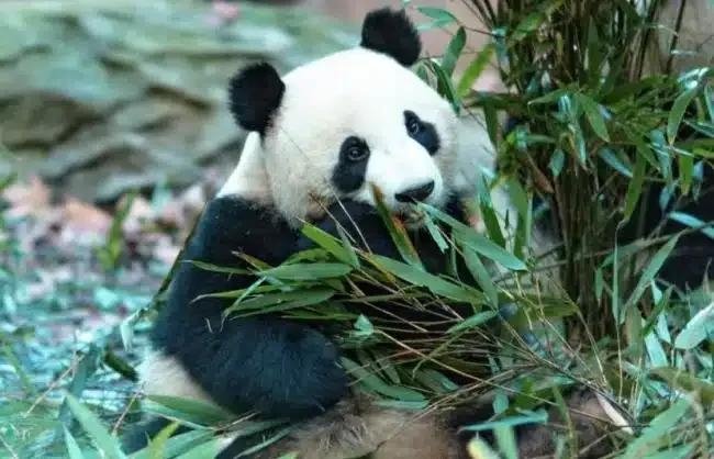 One-Day Dujiangyan Panda Tour with Mt. Qingcheng