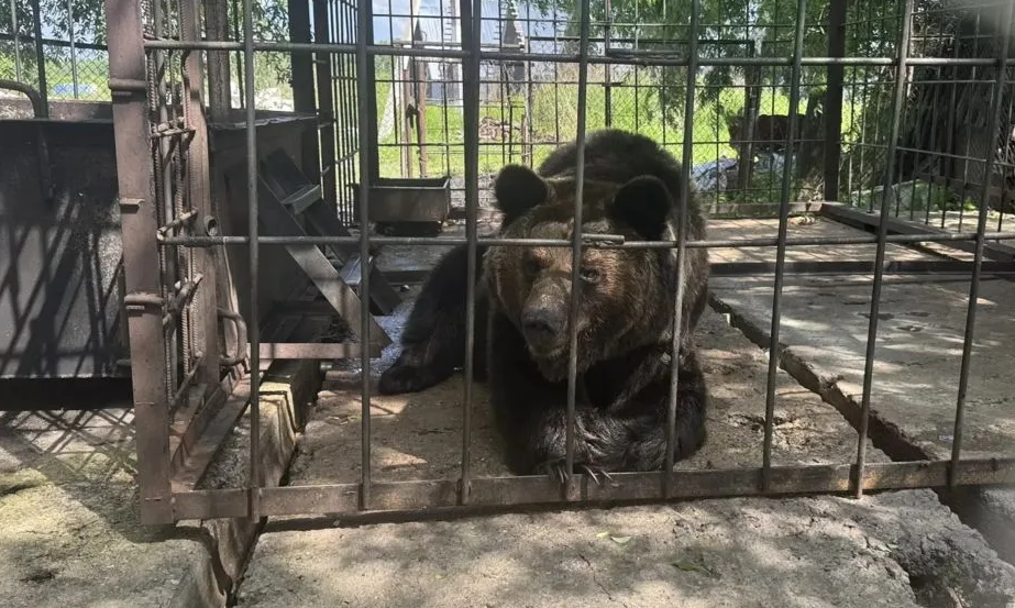 Медведица Маша Амурская бассейновая природоохранная прокуратура