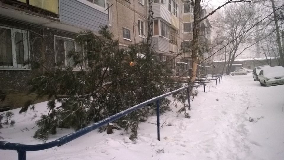Упавшая от ветра ель во дворе, Фото с места события собственное