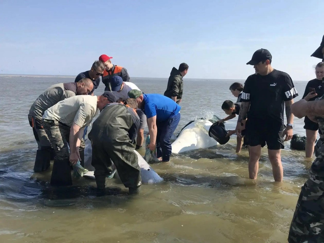 В Хабаровском крае спасли застрявших на мели белух с детенышами МАХ Дмитрия Демешина