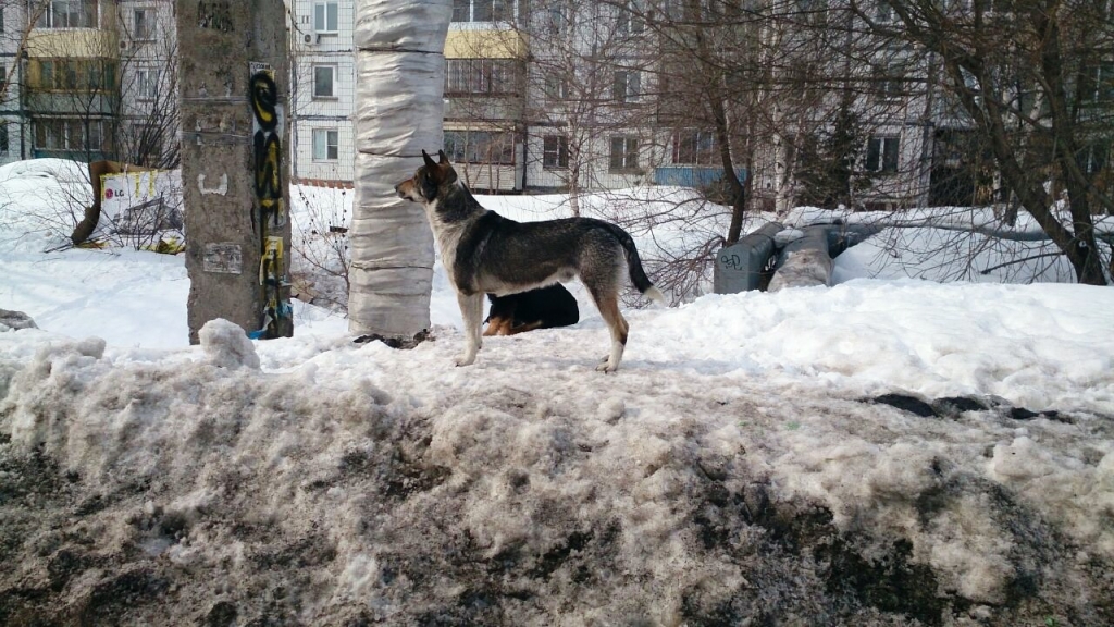 Весна в городе, Фото с места события собственное
