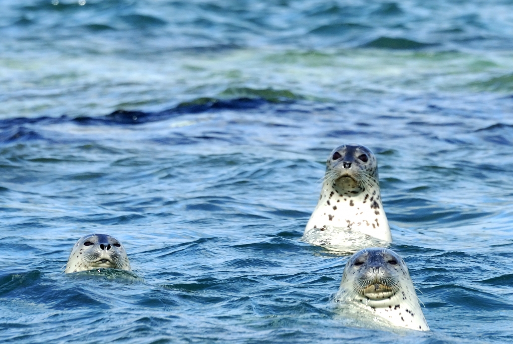 Фото с дайв-туров, Фото с места события из других источников