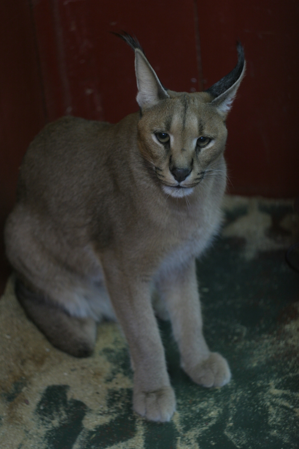 Животные, выставка