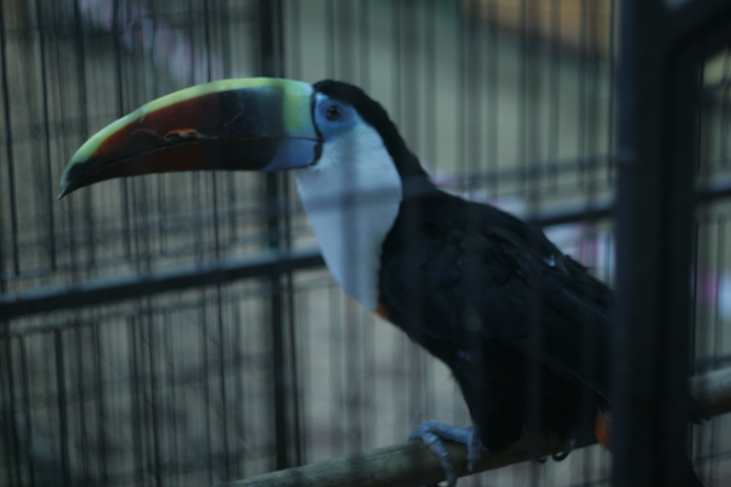 Животные, выставка