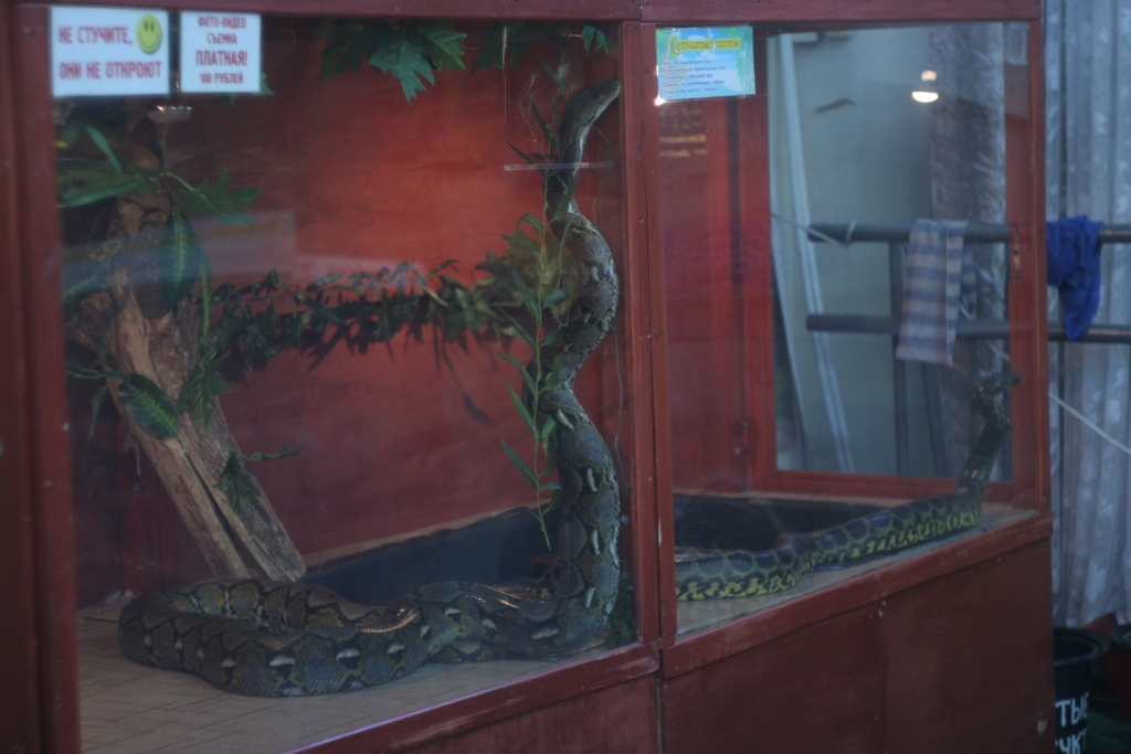 Животные, выставка