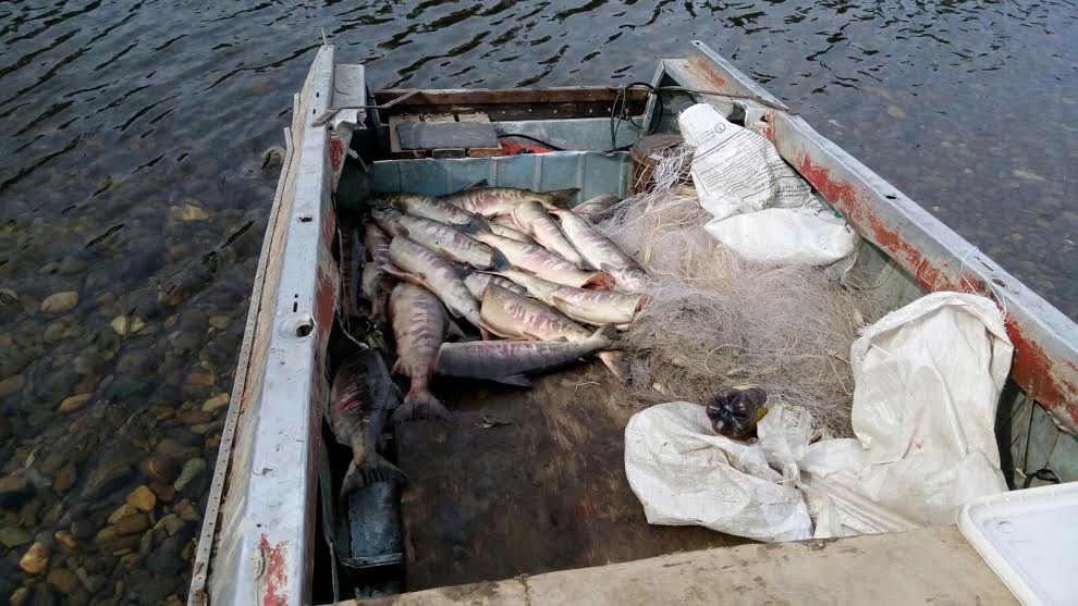 Более 200 браконьеров задержали в Хабаровском крае во время "Путины-2015"