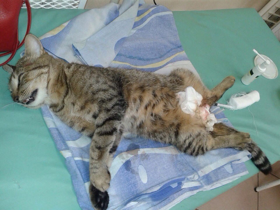 Попавший под машину кот Тишка