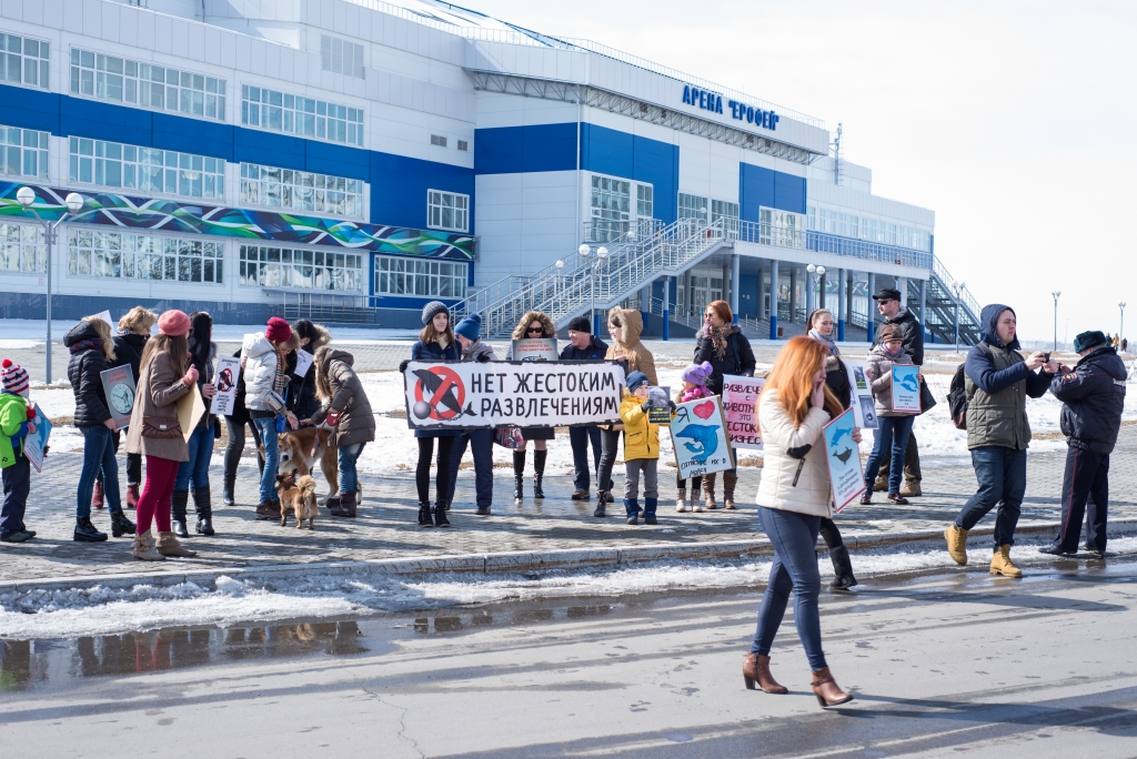 Зоозащита Хабаровска выступила против дельфинов в хлорированной воде