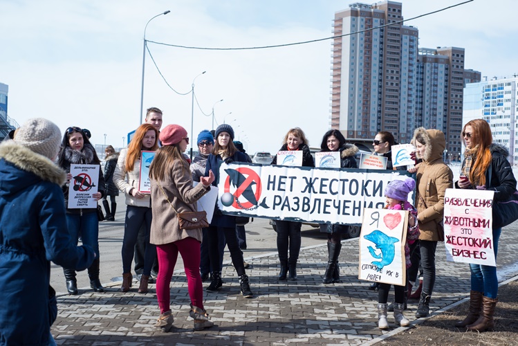 Зоозащита Хабаровска выступила против дельфинов в хлорированной воде