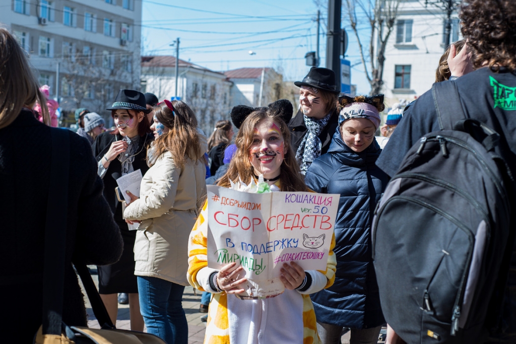 В пятый раз в краевой столице прошла "КОШАКция"