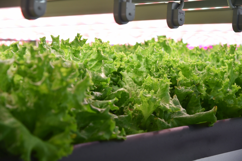 Первый в России завод по выращиванию зеленых культур открылся в Хабаровском крае