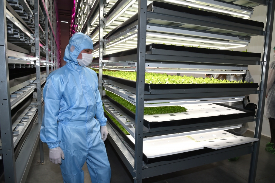 Первый в России завод по выращиванию зеленых культур открылся в Хабаровском крае