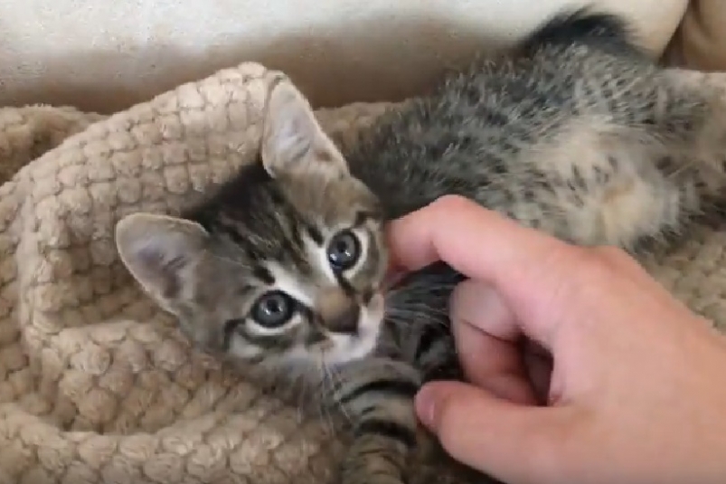 Полиция Хабаровска установила место жительства автора издевательств над котенком  Скриншот с видеоролика