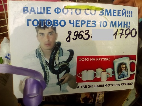 Купить краснокнижную ядовитую гадюку в Хабаровске теперь не составляет труда Корр. ИА AmurMedia