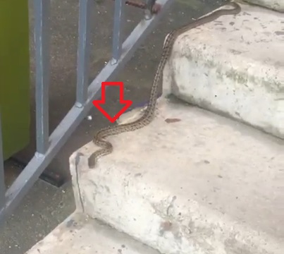 Змея в одном из подъездов Хабаровска Скриншот видео в соцсети