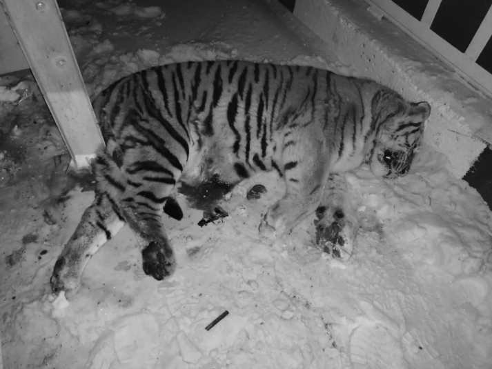 Судьба водителя сбившего тигра в Хабаровском крае решается в Приморье