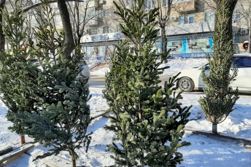 В Хабаровском крае стартовали акции по сбору новогодних елок