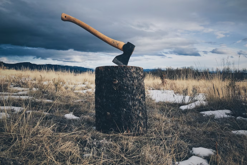 В Хабаровском крае следователи нашли очередного нелегального лесоруба
