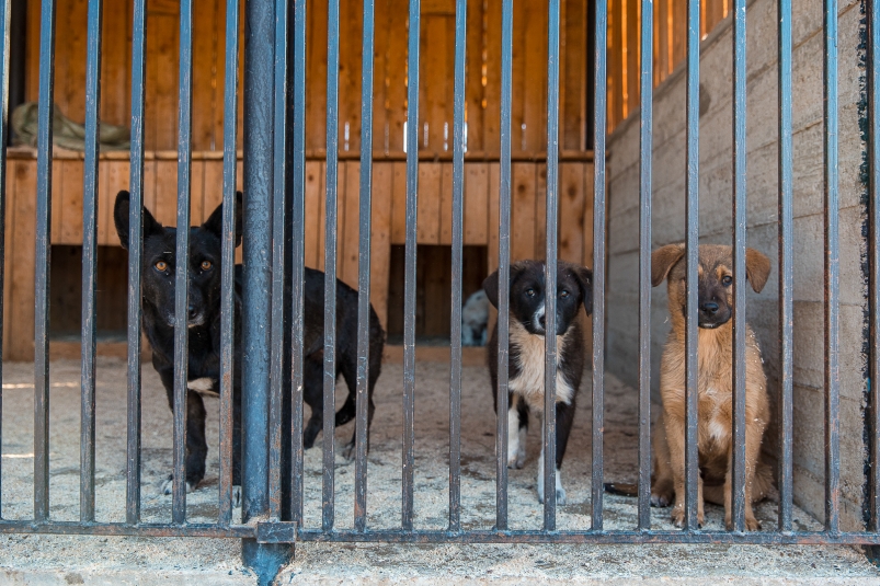 Приюты для бездомных животных будут организованы в Хабаровском края