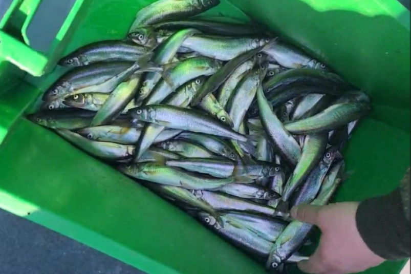 44 нарушения правил рыболовства выявили в Хабаровском крае