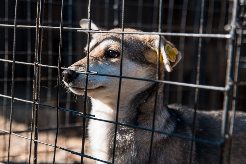Новый закон об обращении с безнадзорными собаками приняли в парламенте Хабаровского края