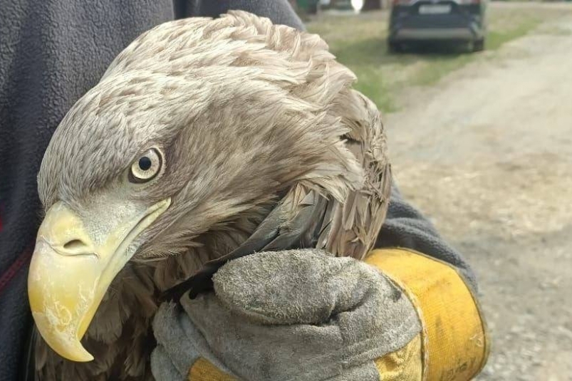 Орлана из Хабаровска с огнестрельным ранением выпустили в дикую природу в Приморье