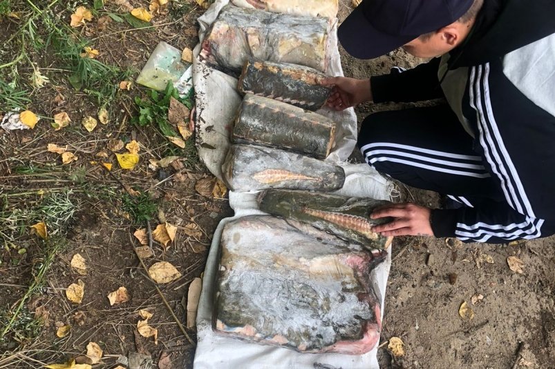80 кг икры и осетрины изъяли у двух жителей Хабаровского края