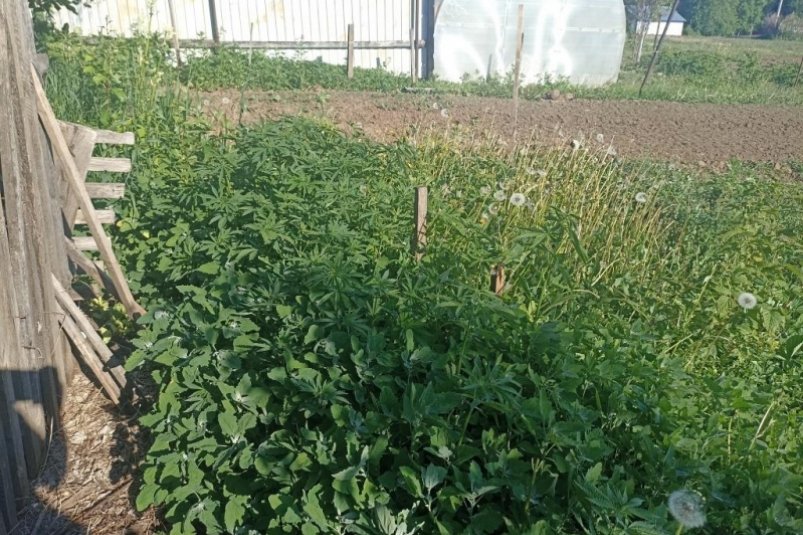 Вдруг никто не узнает: на приусадебном участке выращивал наркосодержащие растения житель Хабаровского края