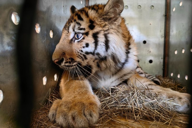 Спасенного в Хабаровском крае амурского тигрёнка отправили в Минск