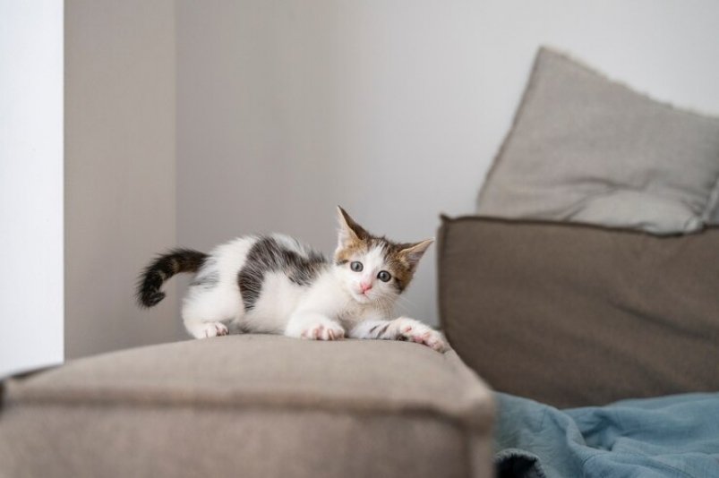 Пушистый вредитель: как отучить кошку царапать мебель