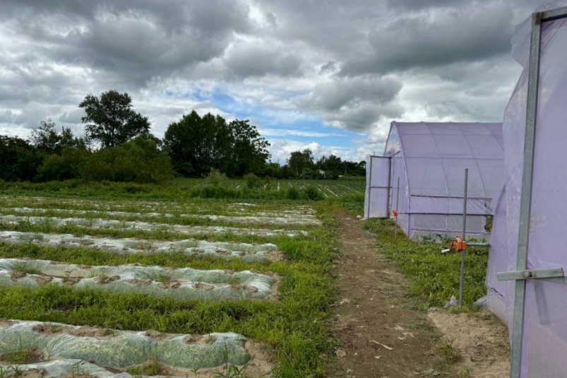 Новые фермерские хозяйства появятся в Хабаровском крае